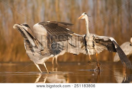 Grey heron and Greate White egret figting on the lake