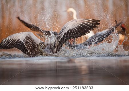Grey heron and Greate White egret figting on the lake