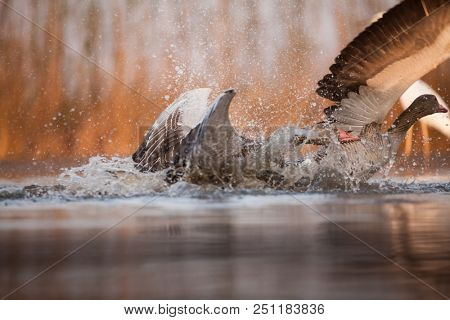 Grey heron and Greate White egret figting on the lake