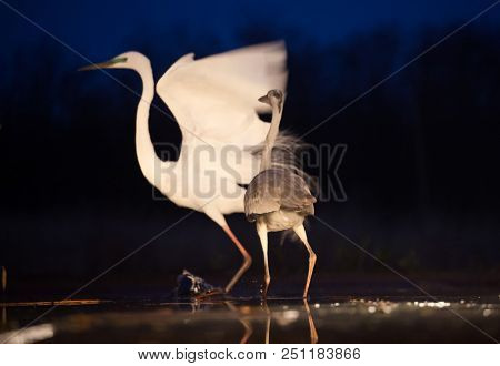 Grey heron and Greate White egret figting on the lake