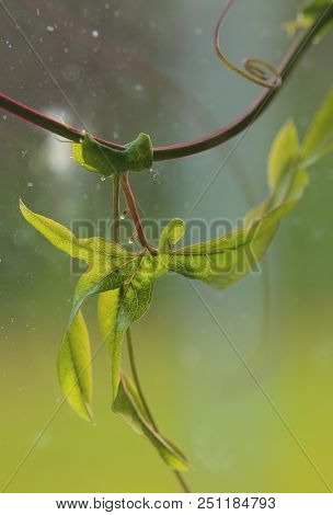 Close Up Of Lobed Leaf Of Blue Passionflower (passiflora Caerulea) With Nectar Glands