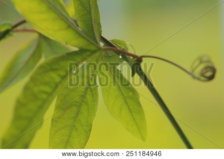 Close Up Of Lobed Leaf Of Blue Passionflower (passiflora Caerulea) With Nectar Glands