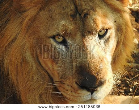 4.	The Natural Close-up Face Of A Male Lion With Few Fly Sitting On Face Showing That Insect Stronge