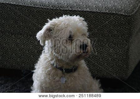 Male Schnoodle Sitting And Looking Beautiful Isolated With A Dark Background.