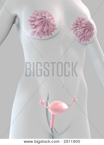 Ženské anatomie