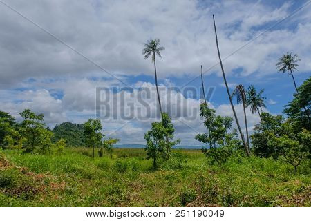 Deep Rain Forest Have Coconut Tree In Khao Samroiyod National Park Prachubkirikhun Frome Thailand