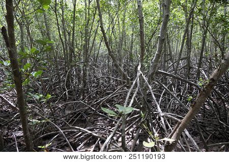 Mangrove Forest At Pranburi Forest National Park, Prachuap Khiri Khan, Thailand