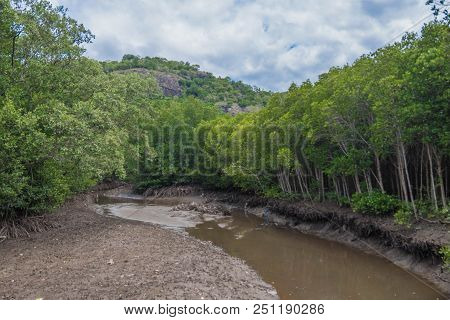Guide Lonely In Mangrove Forest At Pranburi Forest National Park, Prachuap Khiri Khan, Thailand