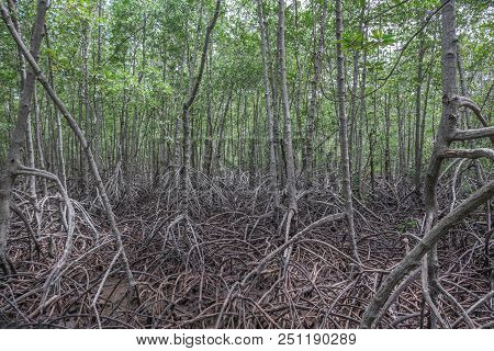 Mangrove Forest At Pranburi Forest National Park, Prachuap Khiri Khan, Thailand