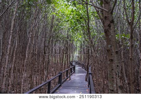 Mangrove Forest At Pranburi Forest National Park, Prachuap Khiri Khan, Thailand
