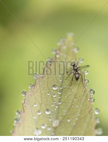 Wildlife And Nature, A Macro Image Of A Fruit Fly Insect On Dewy Green Leaf