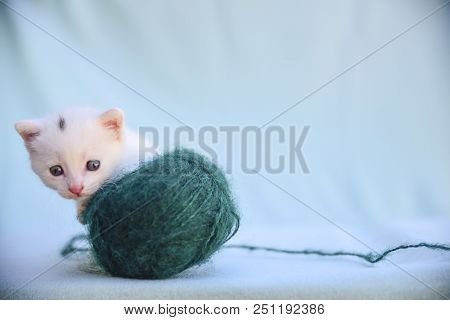 Lovable And Fluffy White Kitten Plays With A Ball Of Green Wool
