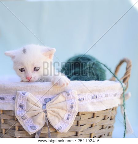 Lovable And Fluffy White Kitten Plays With A Ball Of Green Wool