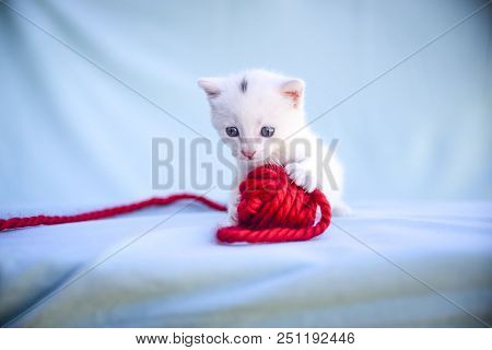 Lovable And Fluffy White Kitten Plays With A Ball Of Red Wool