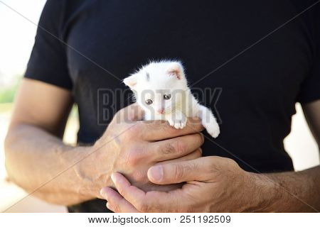 Tender And Fluffy White Kitten Is Safe In The Hands Of His Master