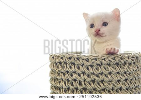 Tender And Fluffy White Kitten Inside The Wicker Basket