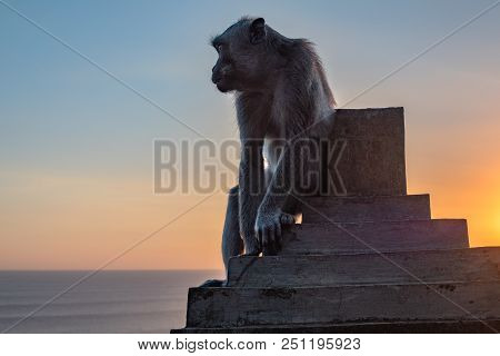 Sunset At Uluwatu Temple In Southern Bali. Monkey Look To Indian Ocean