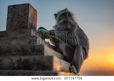 Sunset At Uluwatu Temple In Southern Bali. Monkey Look To Indian Ocean