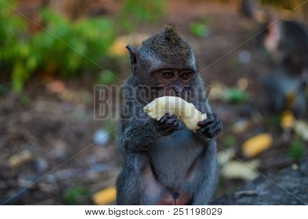 Cute Young Monkey Eats Banana, Bali, Indonesia
