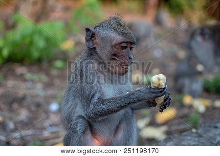 Cute Young Monkey Eats Banana, Bali, Indonesia