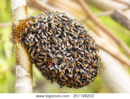 Honeycomb And Bee Or Apis Florea On Moringa Tree And Blur Green Leaves Background.