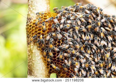 Honeycomb And Bee Or Apis Florea On Moringa Tree And Blur Green Leaves Background.