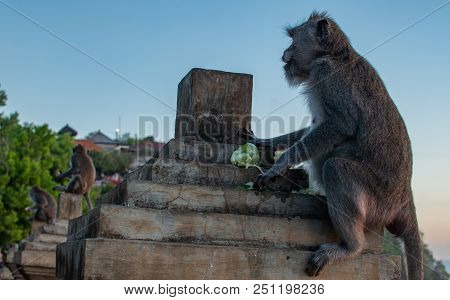 Monkey On Sunrise. Sunset At Uluwatu Temple In Southern Bali. Wildlife.