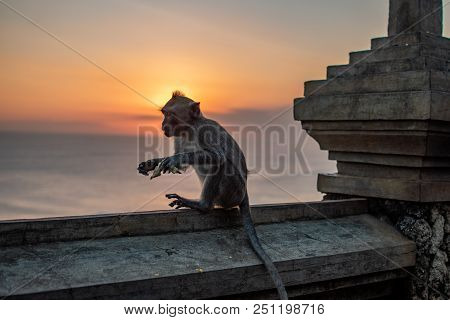 Cute Young Monkey Eats Banana, Bali, Indonesia