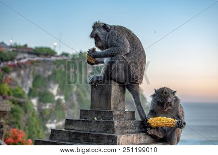 Monkey Near Ocean Eating Corn Toy At Sunrise. Indian Ocean