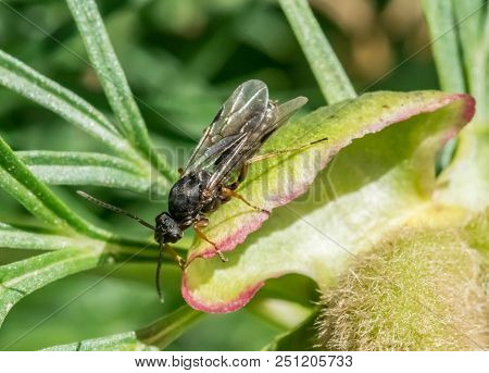 Amphophilic Amphophil Wasps. Close-up Photo, Summer Russia