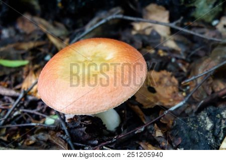 Poisonous Russula Emetica Or Sickener Mushroom And Delicious, Edible Cantharellus Cibarius Or Chante