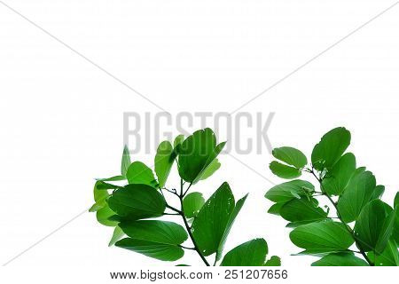 Tropical Tree Leaves With Branches On White Isolated Background For Green Foliage Backdrop