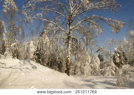 Winter Frozen Birch Woods In Morning Light
