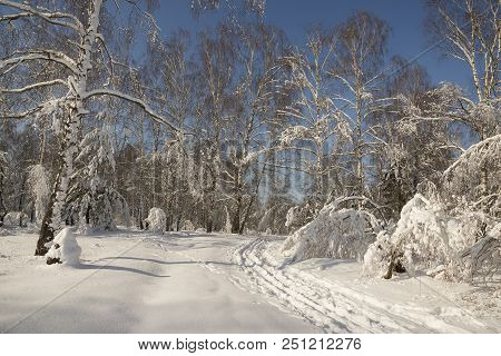 Winter Frozen Birch Woods In Morning Light