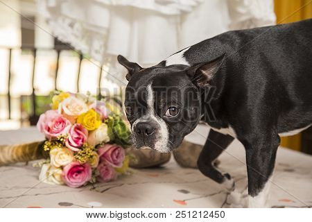 Buldog Race Dog- Puppy Outdoor Black-caring Dress And Bridal Bouquet
