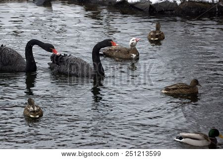 White And Black Swans Swim In The Lake Together With Ducks.