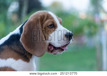 Close Up Portrait Of Beautiful Tricolor Puppy Of English Beagle Playing In Snow At Winter Day. Beagl