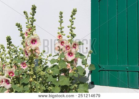 Ile de RÃ© - Hollyhocks and white house with green shutters