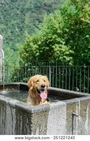 A dog cooling off on a hot summer's day