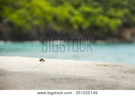 Caracol Solitario En La Playa De Arena Blanca
