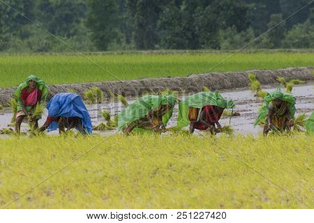 Purulia, West Bengal / India - 14th August 2017 : Indian Rural Women Are Busy Harvesting Paddy (rice