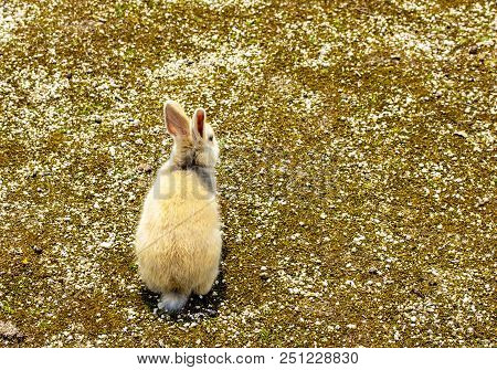 The Back View Of A Little Brown And White Rabbit In The Ground.