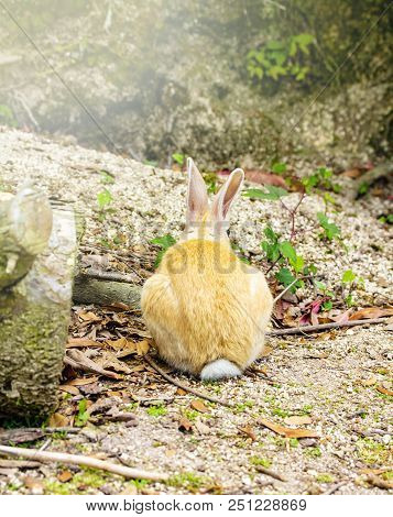 The Back View Of A Brown And White Rabbit In The Ground.