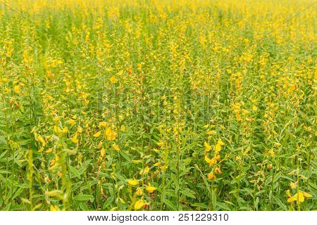 Sunhemp Flower Field On Day Time.