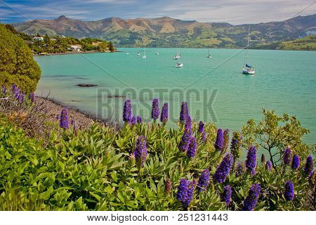 Small Harbour Of Akaroa On Peninsula Near Christchurch, New Zealand, Little Seaside Community, Beati