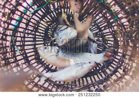 Fish In Thai Traditional Fish Trap, Catch Fish