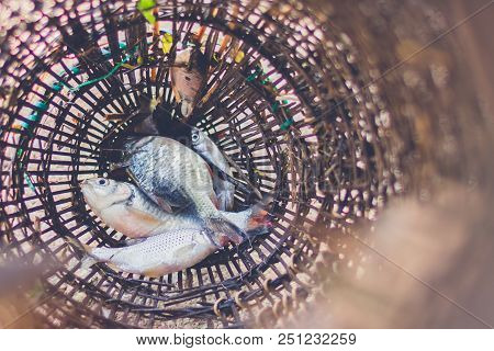 Fish In Thai Traditional Fish Trap, Catch Fish