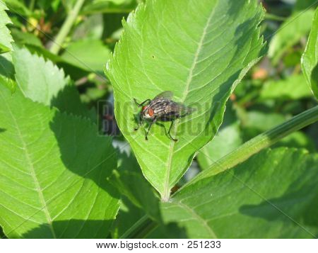 Schwarze Fliege am Blatt
