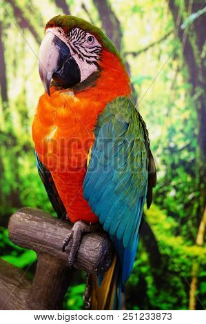 The True Parrots Are About 350 Species Of Colorful Flighted Hookbilled, Mostly Herbivorous Birds For