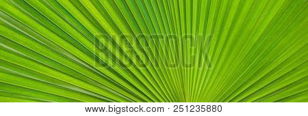 Green Footstool Palm Leaf Through Which The Sun Shines Through. Banner, Long Format